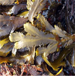 جلبک و نمک دریایی