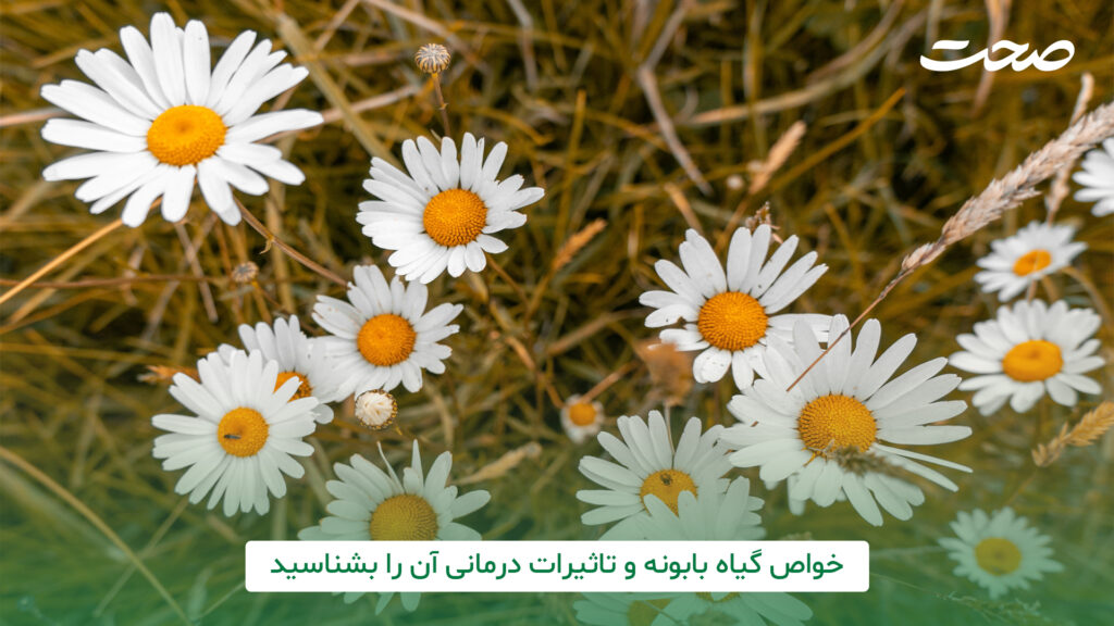 خواص گیاه بابونه و تاثیرات درمانی آن را بشناسید