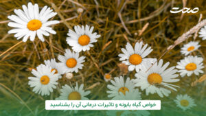خواص گیاه بابونه و تاثیرات درمانی آن را بشناسید
