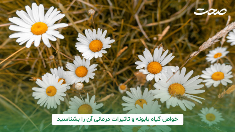 خواص درمانی گیاه بابونه را بشناسید