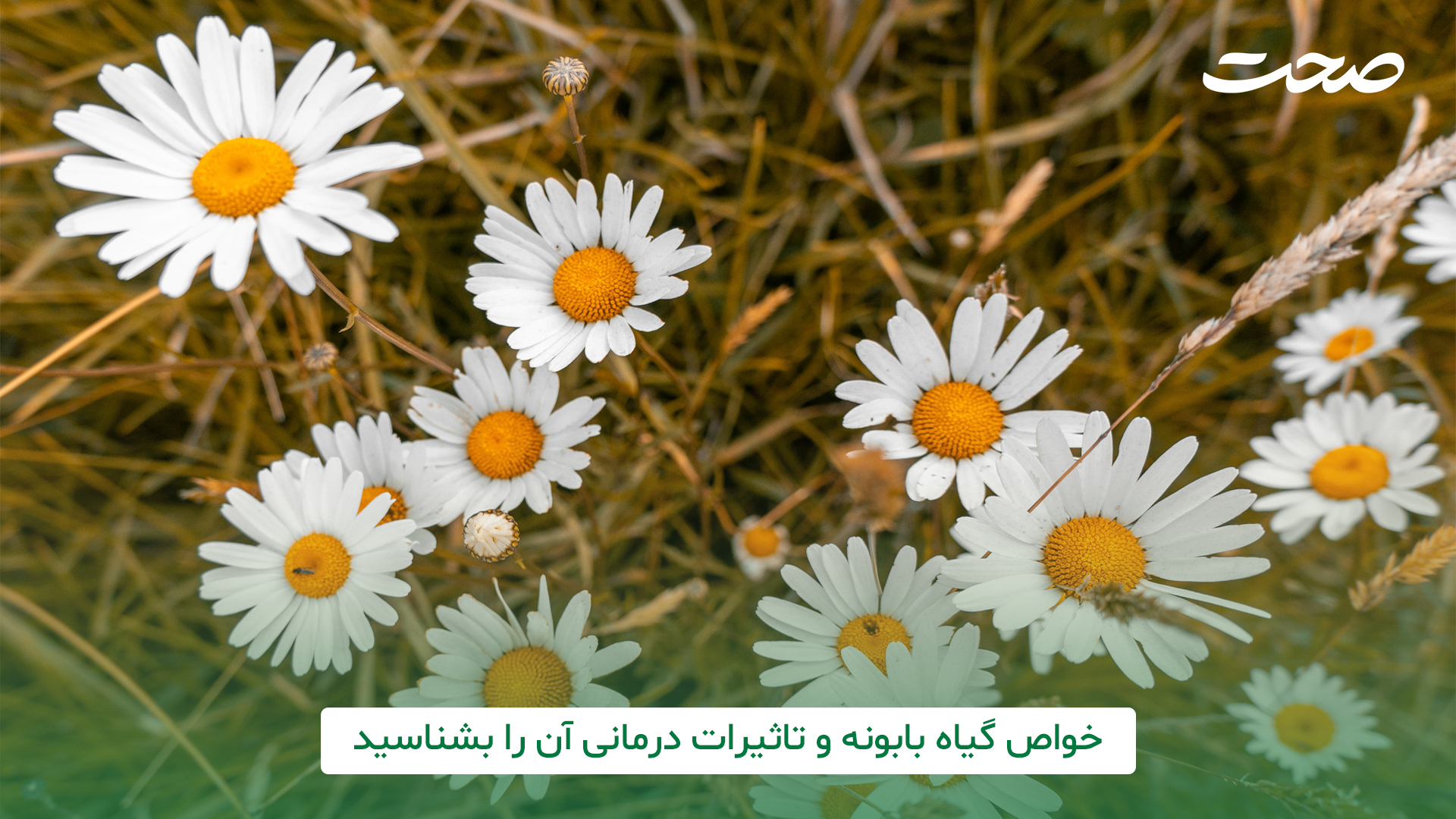 خواص گیاه بابونه و تاثیرات درمانی آن را بشناسید