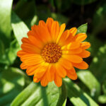 عصاره گل همیشه بهار