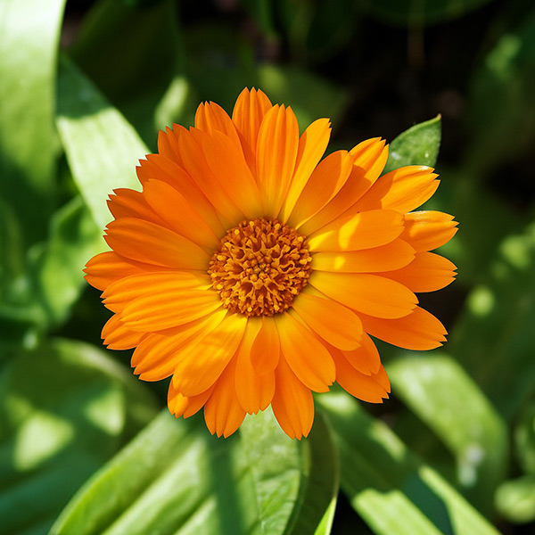 عصاره گل همیشه بهار